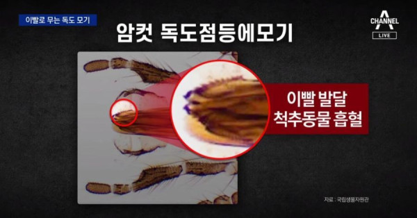 독도에서 발견된 이빨로 물어뜯는 모기